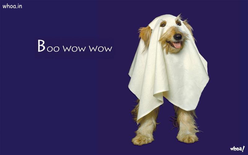 Funny Dog Wearing Cloth And Said That Boo Wow Wow Desktop Wallpaper