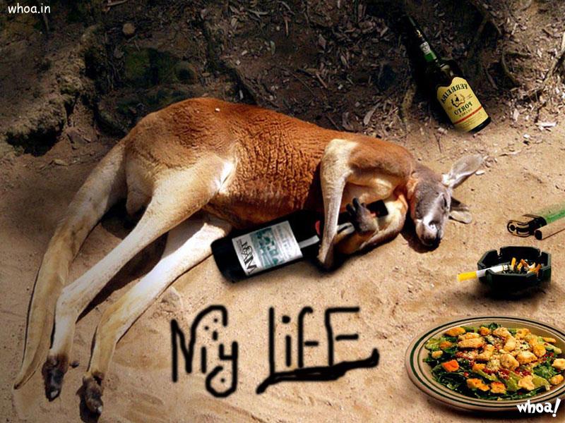 Funny Kangaroo Drunkar For Facebook Free Download