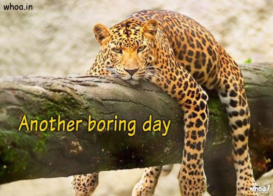 Funny Leopard Another Boring Day Photo For Facebook Fun Free Download