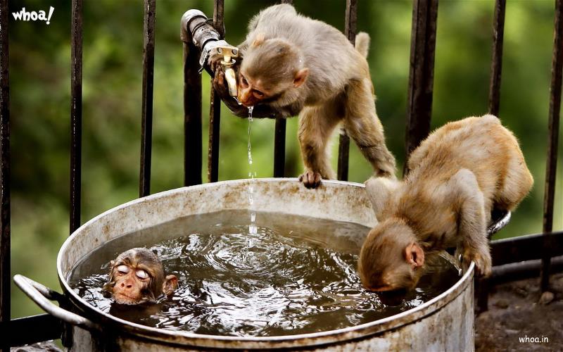 Funny Monkey Bath And Drinking Water