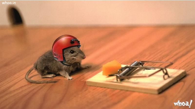 Funny Mouse In Helmet 