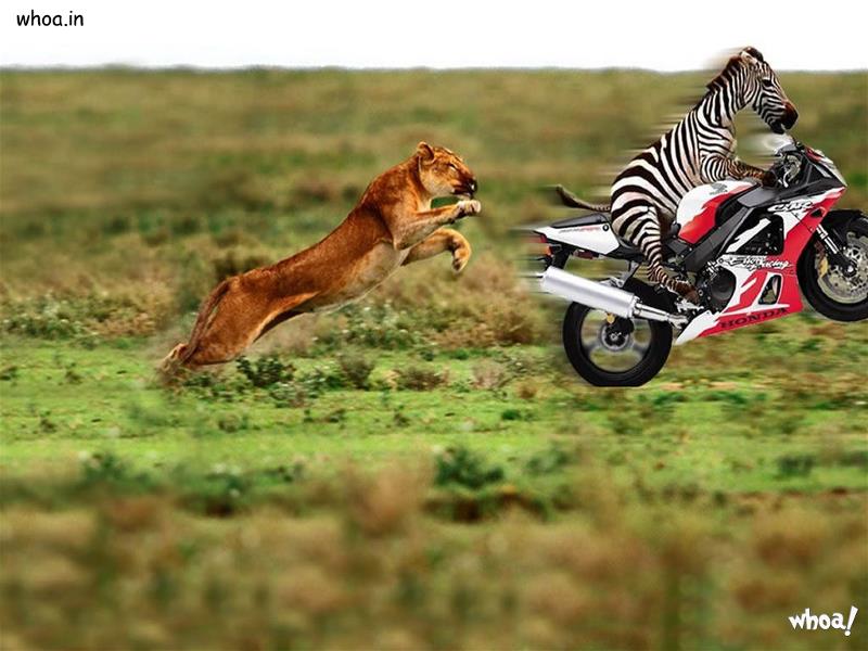 Funny Zebra Raiding On A Bike And Lion 