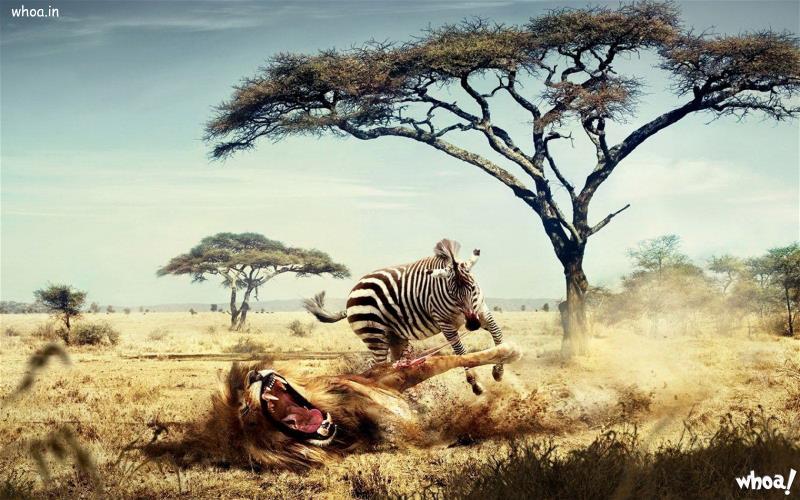 Funny Zebra Hunting A Lion 