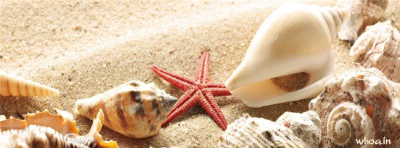 Star Fish Shell Facebook Cover
