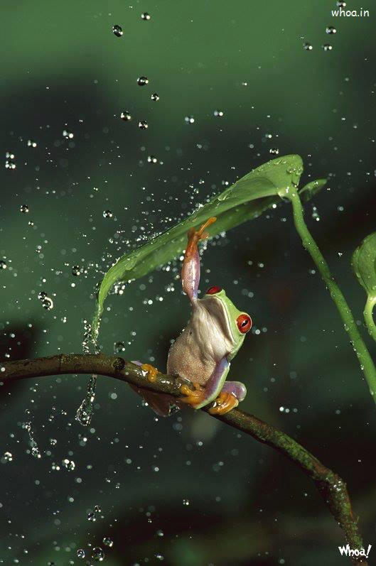 Amazing Photoshoot Of Frog In Rain
