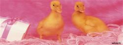 Pink Duck Facebook Cover