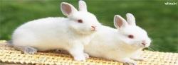 White Rabbits  #20