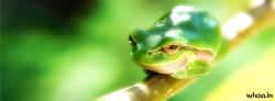 happy frog facebook  cover