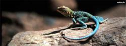 natural blue color lizard hd facebook cover