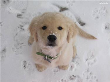 Puppy in Snowfall Hd Wallpaper 
