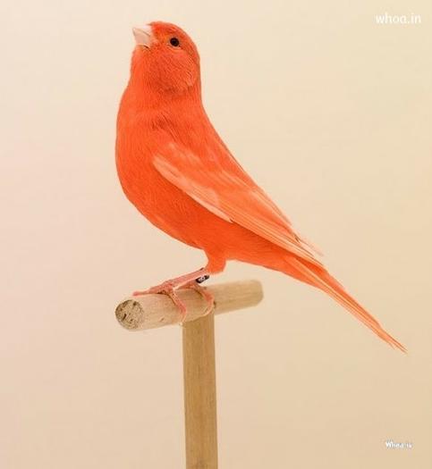 Orange Bird Wallpaper For Mobile