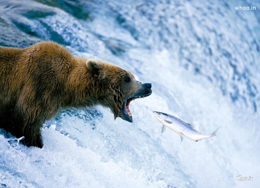 Bear And Fish Slowmotion Photography