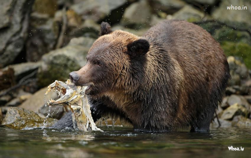 Bear Eat In The Water Hd Wallpaper