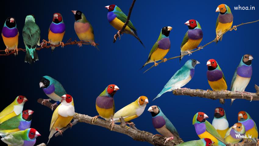Colorful Bird Hd Wallpaper