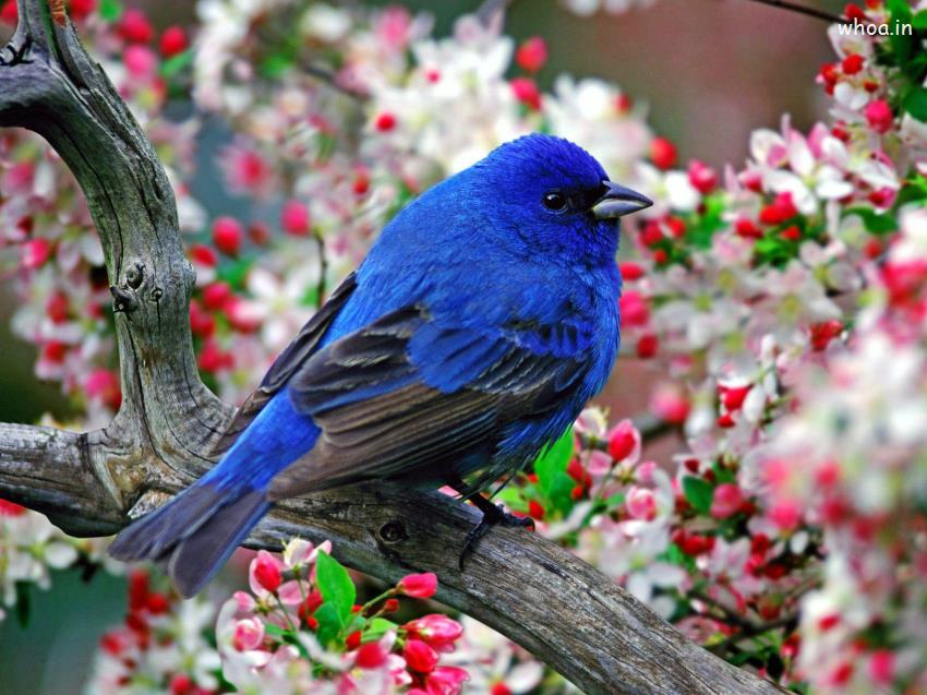 Colorful Natural Blue Bird Hd Wallpaper