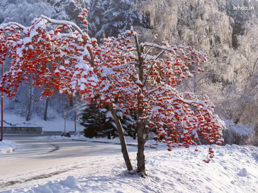 Natural Cool Tree Wallpaper