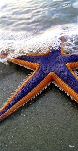 blue and yellow starfish