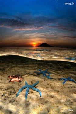 blue color starfishes into the water