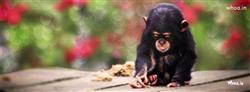 lonely monkey facebook cover
