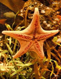 pink color starfish