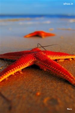 red starfish on a beach