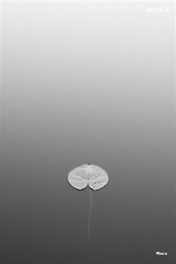 simple black and white leaf in a water