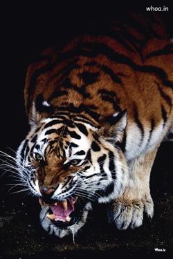 tiger dangerous mouth