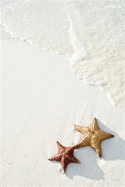 two starfish on a beach