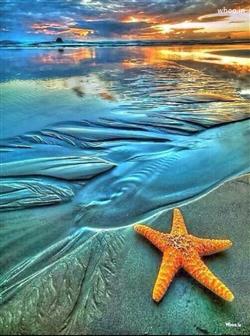 yellow starfish on a beach