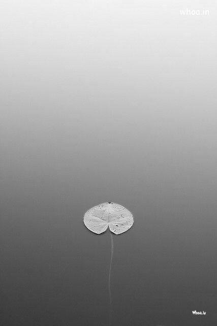 Simple Black And White Leaf In A Water