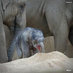 elephant and baby elephant wallpaper