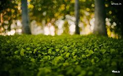 greenery garden of leaf hd wallpaper