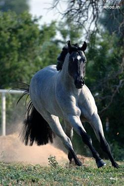 running horse hd wallpaper