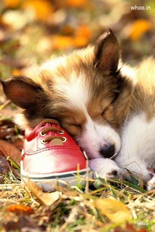 Alone Puppy Sleeping On A Shoe