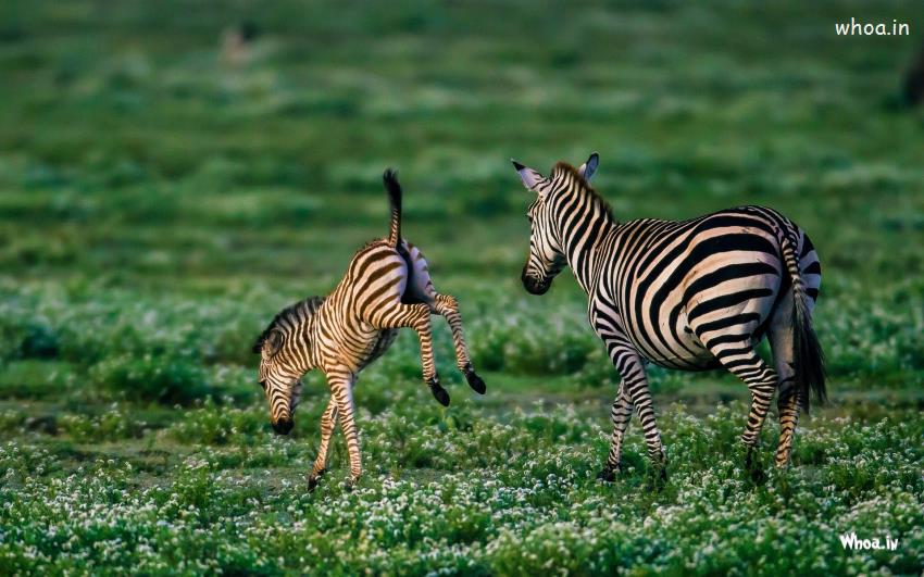 Animal Zebra Desktop  Wallpaper