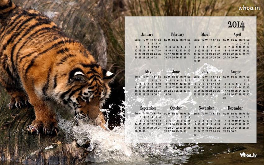 Calendar 2014 Wallpaper For Tiger Cub
