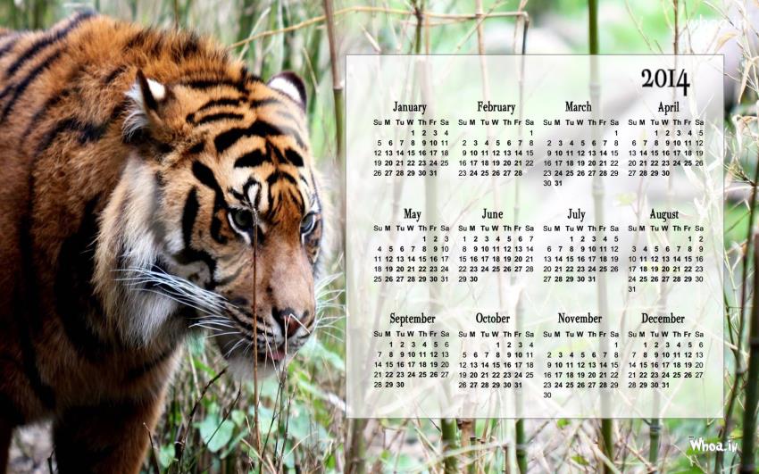 Calendar 2014 Wallpaper For Tiger