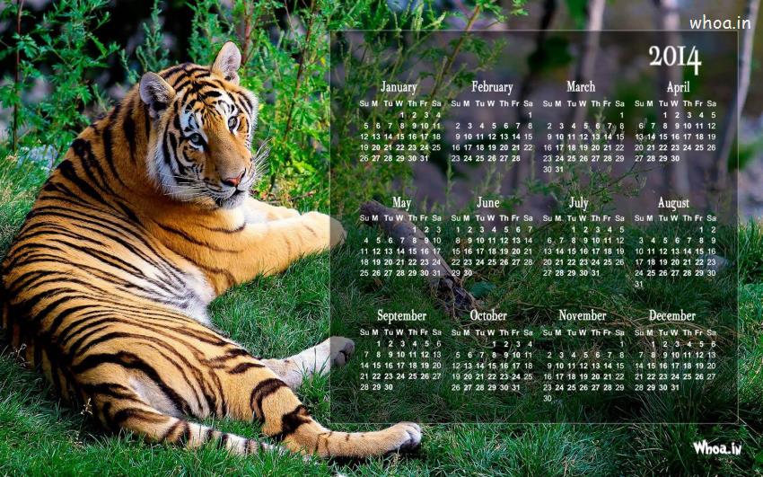Calendar 2014 Wallpaper For Tiger#1