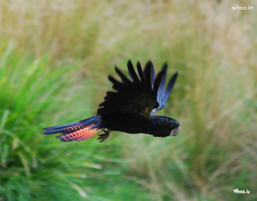 Flying Black Parrot Hd Wallpaper