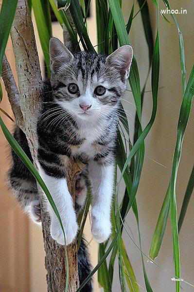 Funny Black And White Cat On Tree Pictures