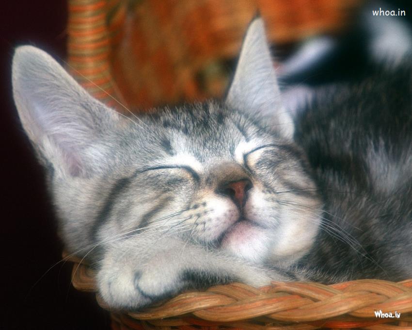 Funny Cat Sleeping Wallpapere