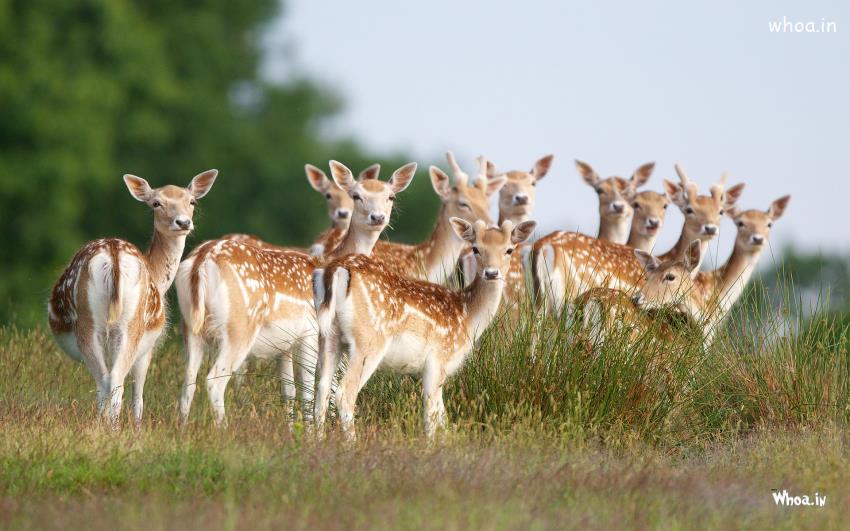 Group Of Deer Desktop Wallpaper