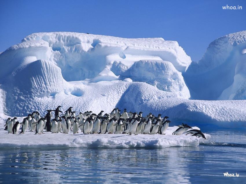 Penguin Group In Snowfall Nature