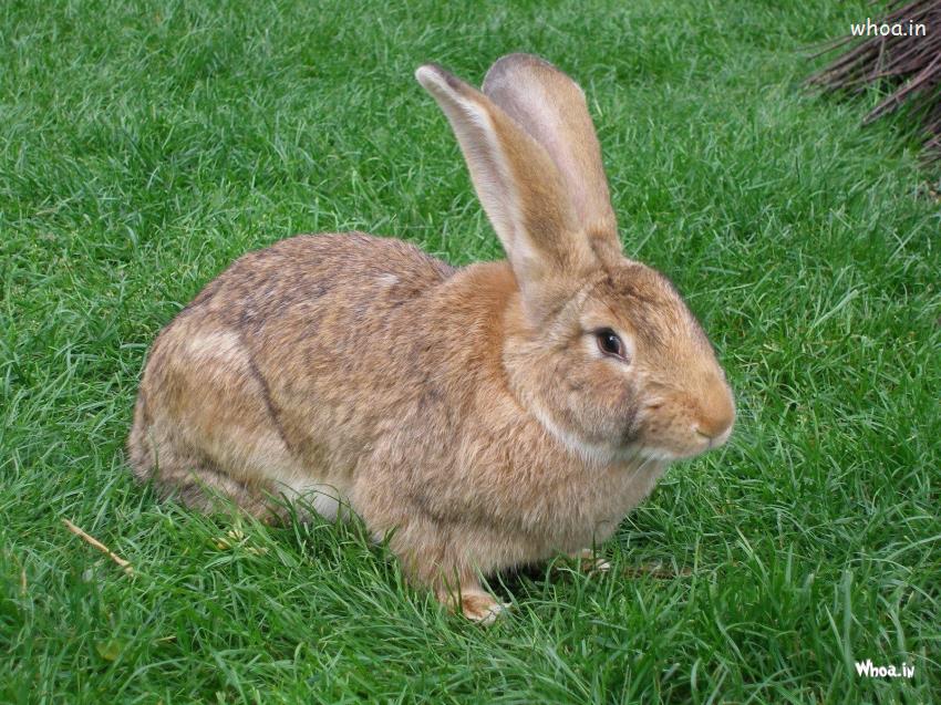 Rabbit Sitting On The Green Grass