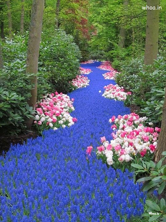 Road Of Blue Flowers Hd Wallpapers