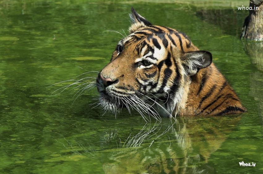 Tiger Swimming Into The Pond