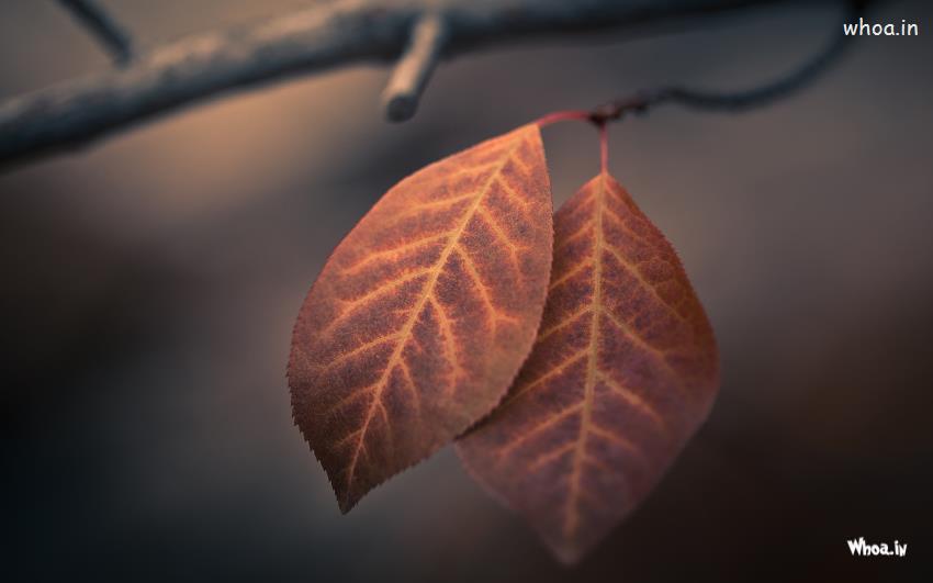 Two Red And Dark Leaf Hd Wallpaper
