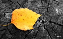 lonely yellow leaf beautiful hd wallpaper
