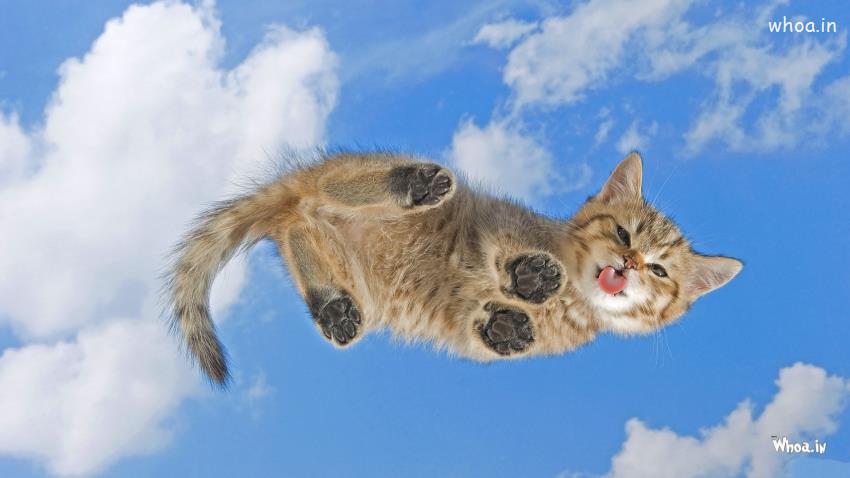 Funny Flying Cat Hd Wallpaper For Desktop