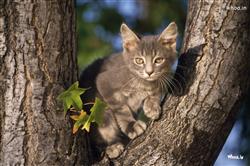 Cat Climbing on the Tree